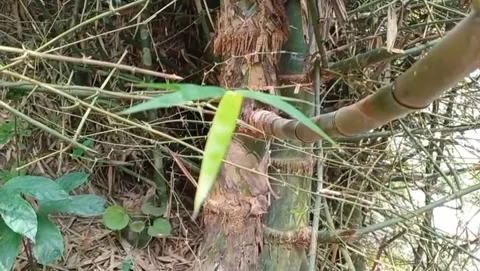 View of young bamboo shoots surrounded by small branching twigs. Stock Footage 332158896