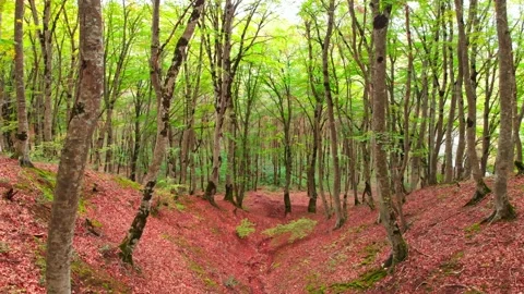 View up to Young beautiful blooming trees in caucasian forest with autumn lea 動画素材 148068076