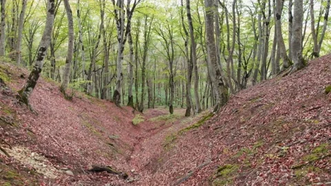 View up to Young beautiful blooming trees in caucasian forest with autumn lea Stock Footage 148128983