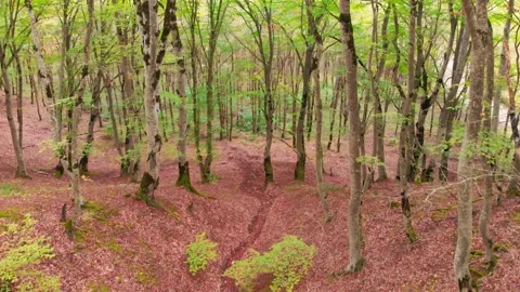 View up to Young beautiful blooming trees in caucasian forest with autumn lea Stock-Footage 157885800