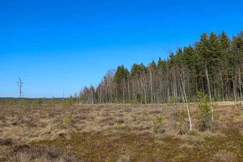 View of a young beautiful swamp. A plot of terrain characterized by excessive 스톡 사진
