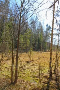 View of a young beautiful swamp. A plot of terrain characterized by excessive Stock Photos