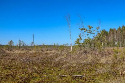 View of a young beautiful swamp. A plot of terrain characterized by excessive Stock Photos