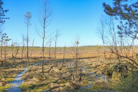 View of a young beautiful swamp. A plot of terrain characterized by excessive Stock Photos
