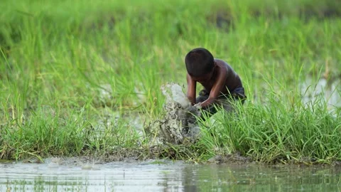 View of a young boy in a flooded rice paddy field, Bangladesh. Video stock 335584133