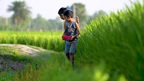 View of a young boy walking through a lush green rice field, Bangladesh. Stock Footage 335650959