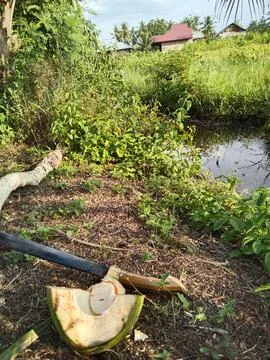 View of young coconut and machete Stock Photos