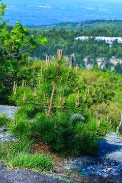 View of a young coniferous tree, pine growing on stone cliffs against a blu.. Фото