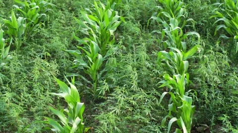 View of young corn plants growing in a field, Nepal. Vídeo Stock 335607695