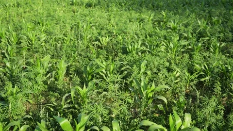 View of young corn plants growing in a lush green field, Nepal. Vídeos de archivo 335607708