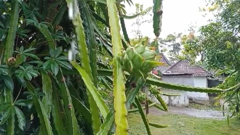 View of young dragon fruit with thick skin. Stock Footage 320597884