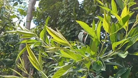 View of young eucalyptus leaves with tall trees. 库存影片 330474348