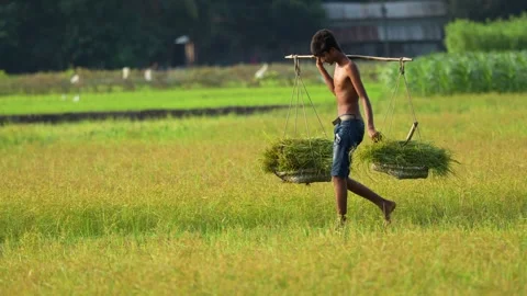 View of a young farmer carrying crops in a field, Bangladesh. Video stock 334969726