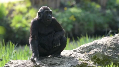 View of a young gorilla Video stock 179627669
