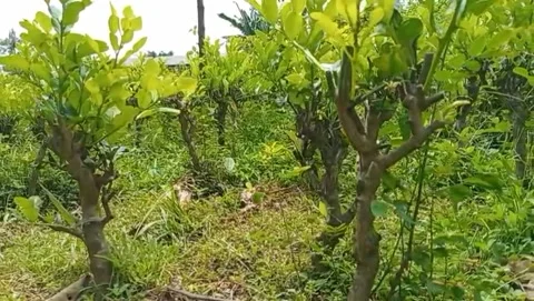 View of young green lime leaves with short stems. Vidéo 329413186