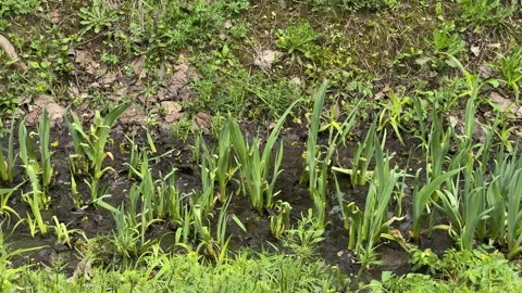A view of young iris sprouts growing in a ditch during spring Stock Footage 308319557