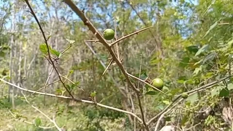 View of young jujube fruit hanging. Stock Footage 339418991