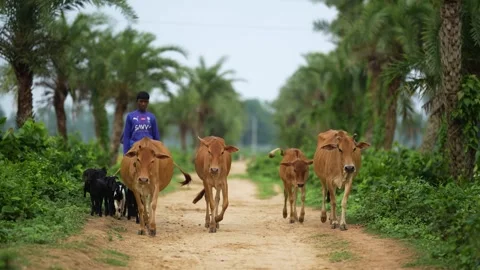 View of a young man herding cattle on a rural path, Bangladesh. Stock Footage 334980226