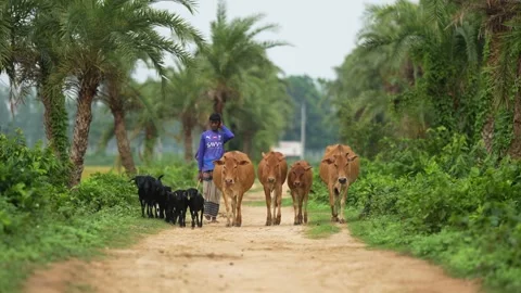 View of a young man walking with cows and goats in Bogura, Bangladesh. Stock Footage 334980262