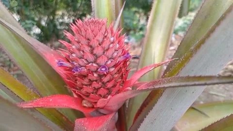 View of a young pineapple Stock Footage 319927022