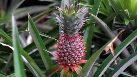 View of a young pineapple growing in a field, Bangladesh. Video stock 336413402