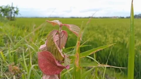 View of young reddish shoots with vast expanses of green rice fields. 库存影片 329671857