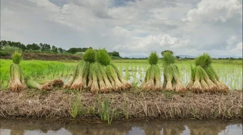 View of Young rice sprout ready to growing in the rice field Stock Footage 55576028