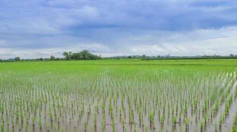 View of Young rice sprout ready to growing in the rice field Stock Footage 55576273