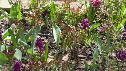A view of young rose sprouts in a rose garden where purple hyacinths are bloomin Stock Footage 308389788