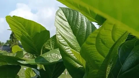 View of young teak leaves growing among tall trees. Video stock 332408888