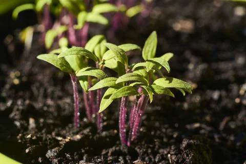 View of young tomato seedbed Stock Photos