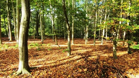 View on young trees in the forest Video stock 119331431