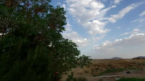 View of young trees with green branches and different, stock footage. Stock Footage 304783350