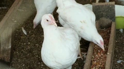 View of young white healthy chicken looking at camera Stock Footage 307126491