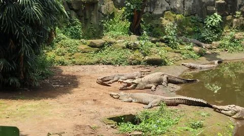 View in a zoo Foto stock