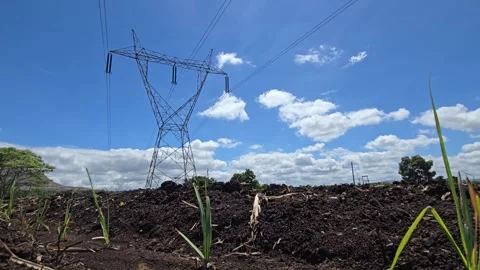 Viewed from rich, dark soil, young sugarcane grows near an electric pylon. Cloud Vídeos de archivo 337412387