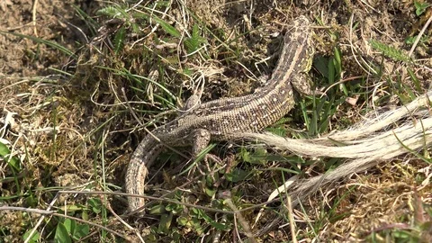 Viewf of cute lizard reptile looking for prey in wildlife scared iguana hunting Video stock 81973001