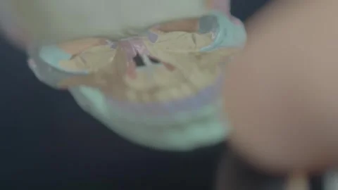 Viewing the bone structure of the human skull in app on smartphone Stock Footage 292402081