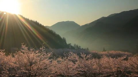 Viewing the Cherry Blossoms of Dokko Mountain and the Rays of Sunrise from 7 Видео 330637655
