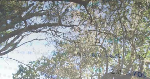 Viewing dense tree canopy showing branches under park sky, numeric overlay wi 写真素材