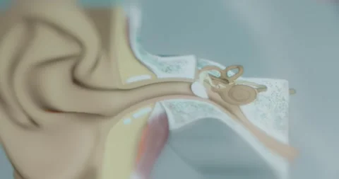 Viewing the ear structure in app 動画素材 314879210