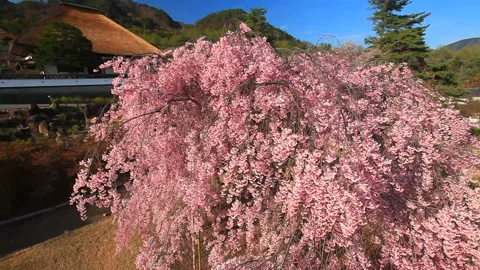 Viewing the Elegant Weeping Cherry Blossom and Maeyama Temple from 7 Meters Видео 330643993
