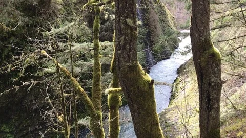 Viewing fast flowing river through the moss covered trees Vídeos de archivo 76504555