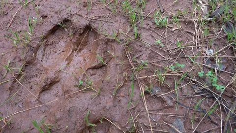 Viewing a foot print of a big animal on wet ground Stock Footage
