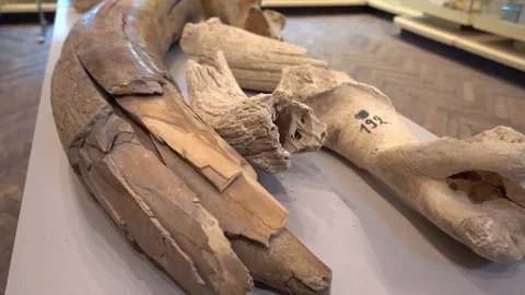 Viewing fossil bones on the table Video stock 83066786