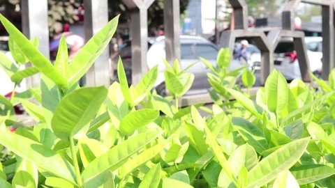 Viewing Intersection at the back of trees Stock Footage 117973497