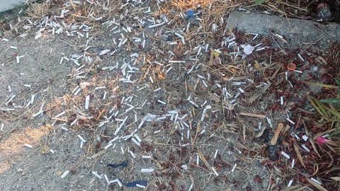 Viewing Many Of Extinguished Sigarette Ends – Butts On Grass Stock Footage 204011924