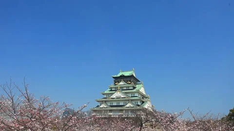 Viewing Osaka Castle in Blooming Cherry Blossoms from a Height of 7 Meters Видео 330657987