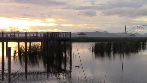 Viewing platform on the marsh Stock Footage 81531800