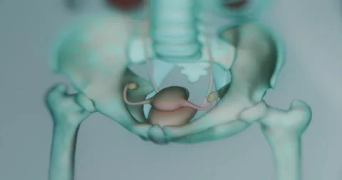 Viewing the presentation of the reproduction system of the female in anatomy app Stock Footage 314879135